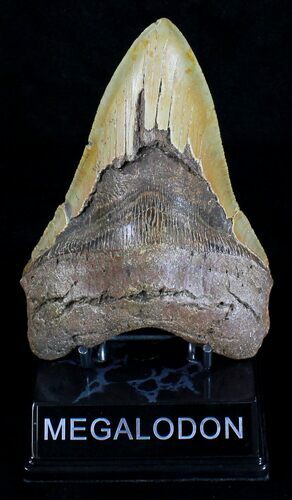 Giant Megalodon Tooth - North Carolina #18379